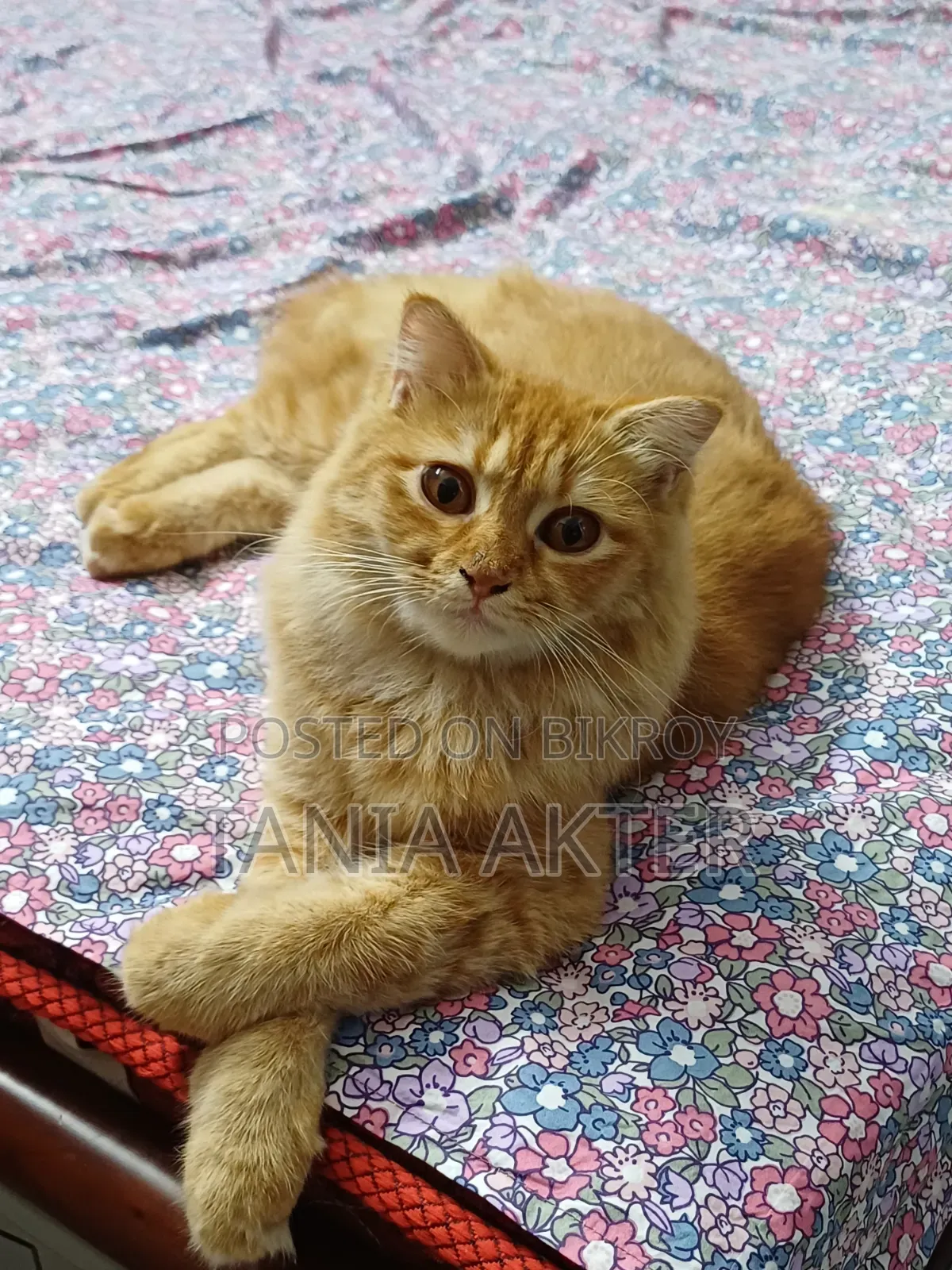 6-12 Months Female Mixed Breed Persian