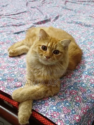 6-12 Months Female Mixed Breed Persian