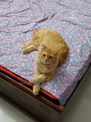 6-12 Months Female Mixed Breed Persian