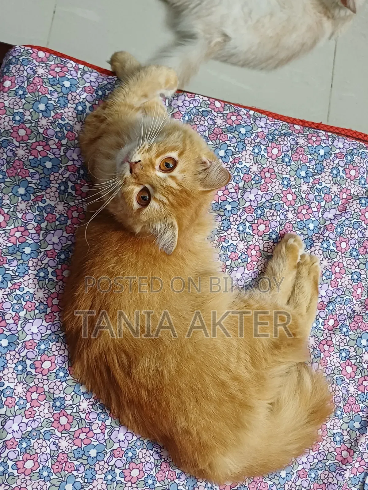 6-12 Months Female Mixed Breed Persian