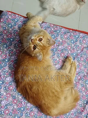 6-12 Months Female Mixed Breed Persian