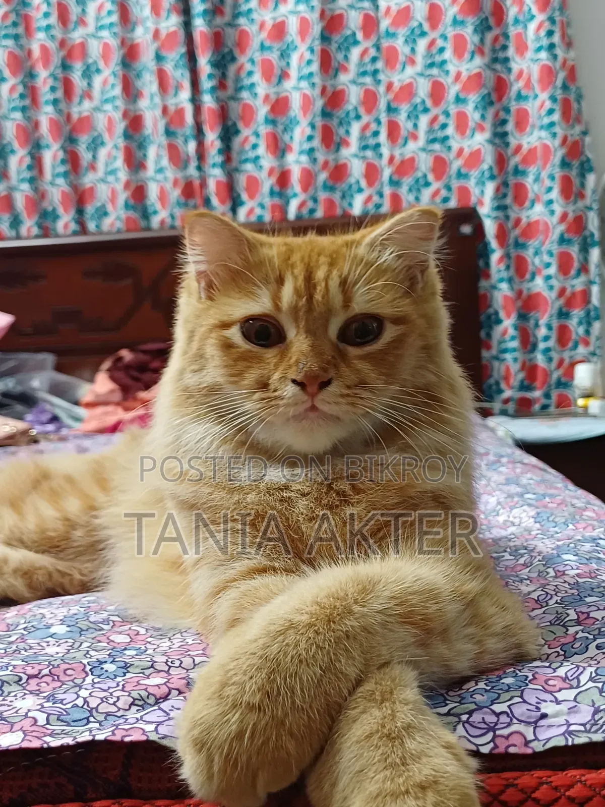 6-12 Months Female Mixed Breed Persian