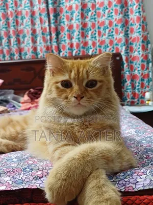 6-12 Months Female Mixed Breed Persian