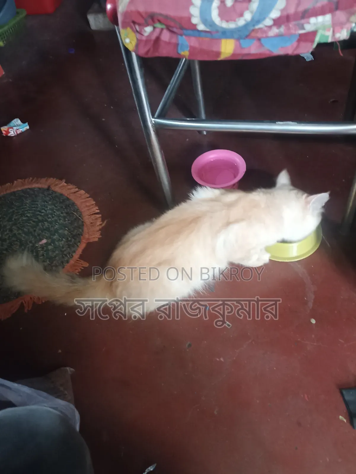 6-12 months Female Purebred Persian