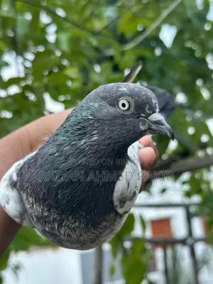 পাকিস্তানি কবুতর