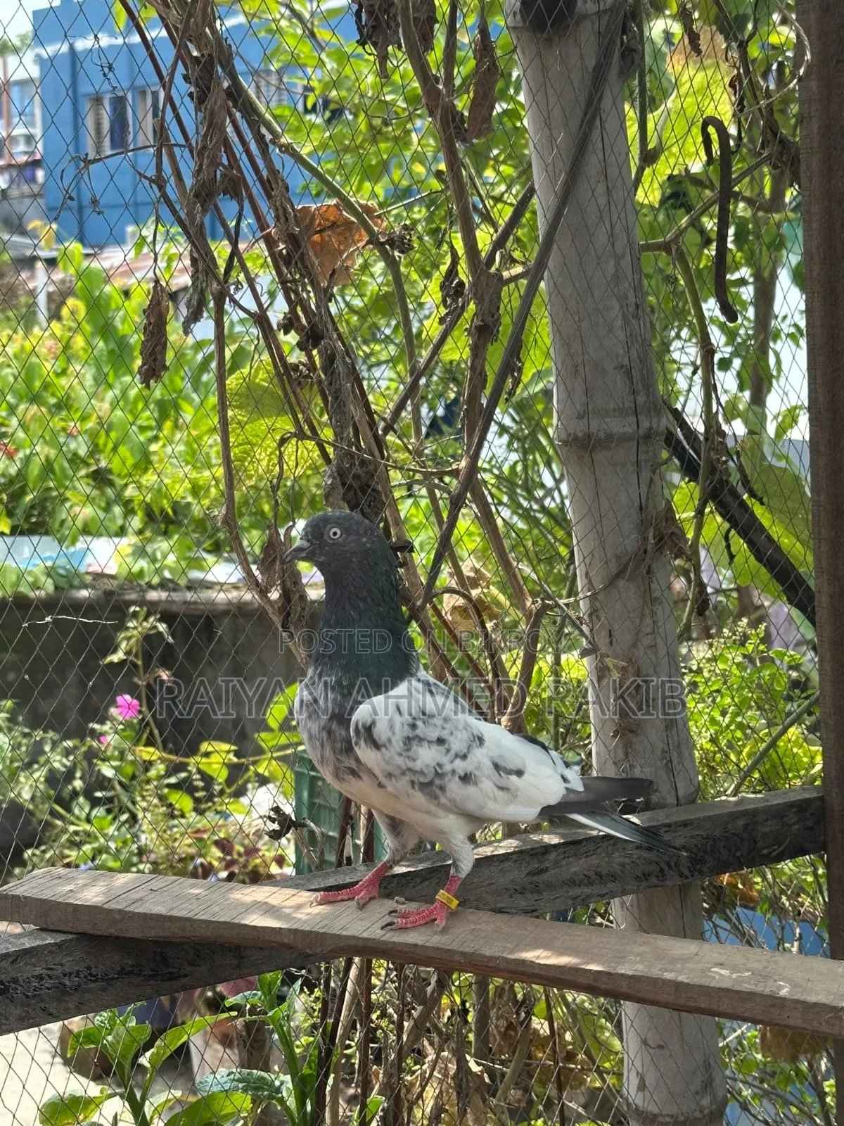 পাকিস্তানি কবুতর
