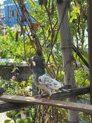 পাকিস্তানি কবুতর