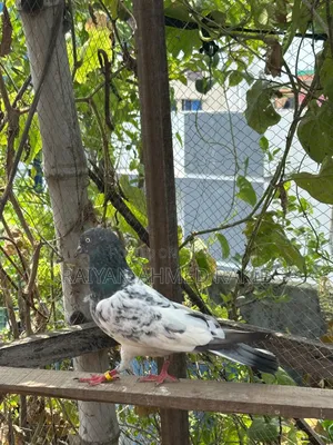 পাকিস্তানি কবুতর