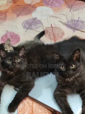 ১-৩ মাস বয়সী মেল পিওরব্রেড পার্সিয়ান