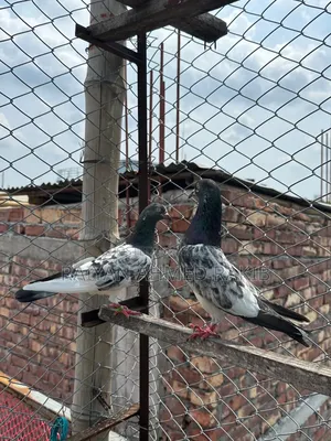 হাই ফ্লাইয়ার কবুতর
