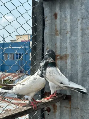 হাই ফ্লাইয়ার কবুতর