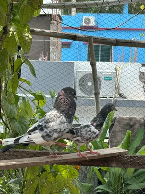 হাই ফ্লাইয়ার কবুতর
