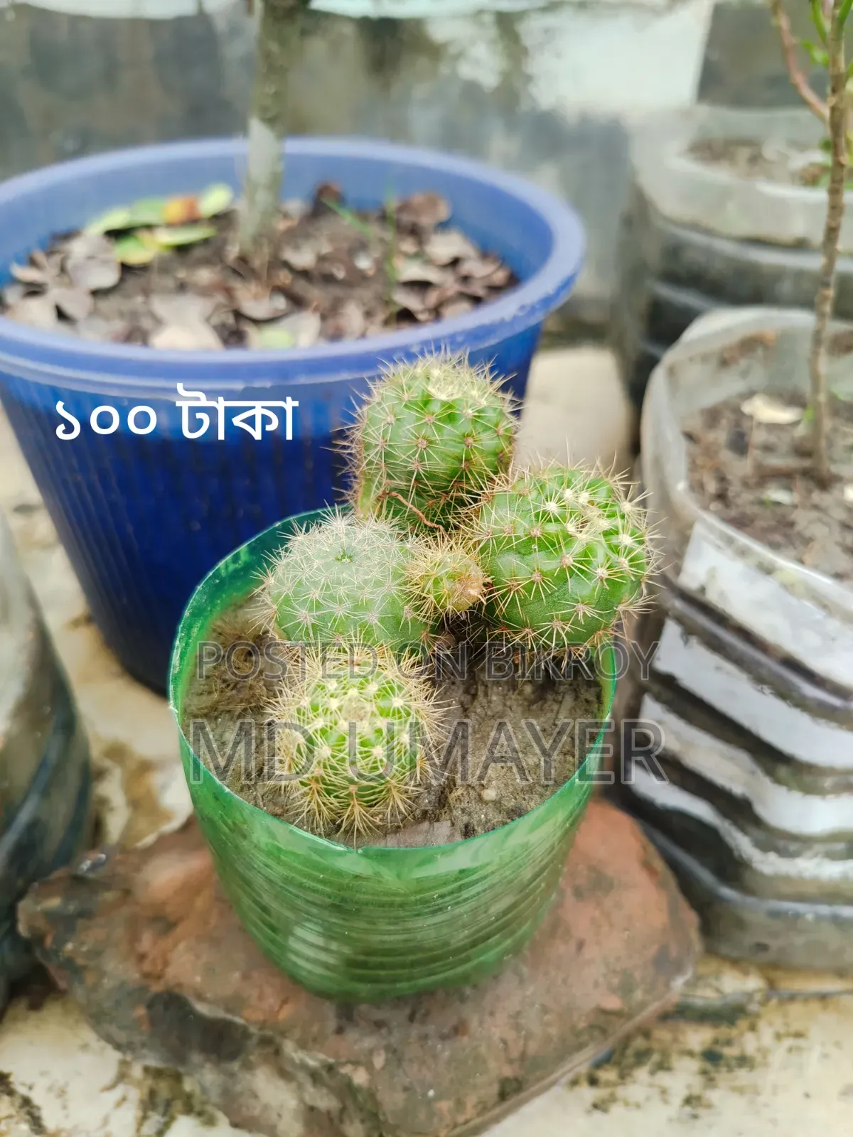Bonsai, Cactus plant