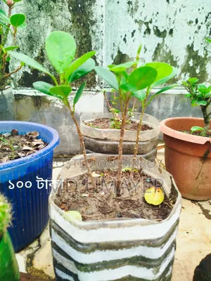 Bonsai, Cactus plant