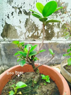 Bonsai, Cactus plant