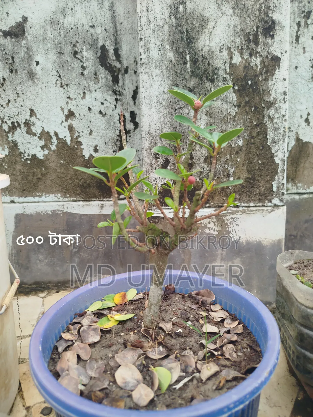 Bonsai, Cactus plant
