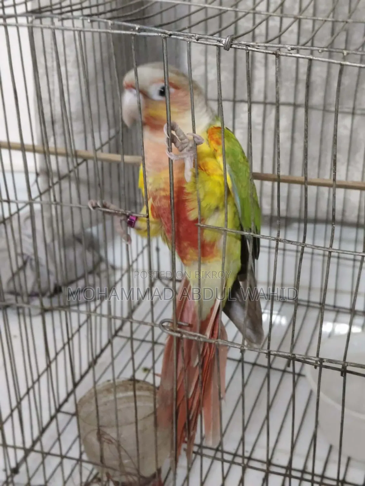 পাইনঅ্যাপল কনিউর পাখি