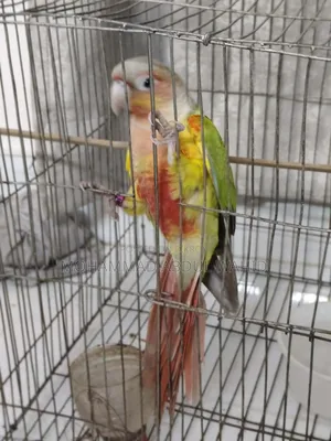 পাইনঅ্যাপল কনিউর পাখি