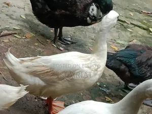 Ducks from my farm