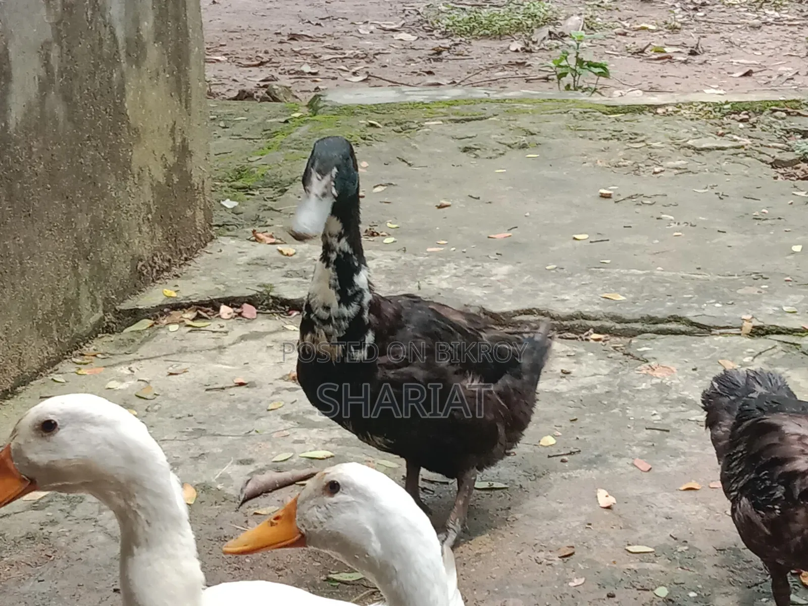 আমার ফার্মের হাঁস