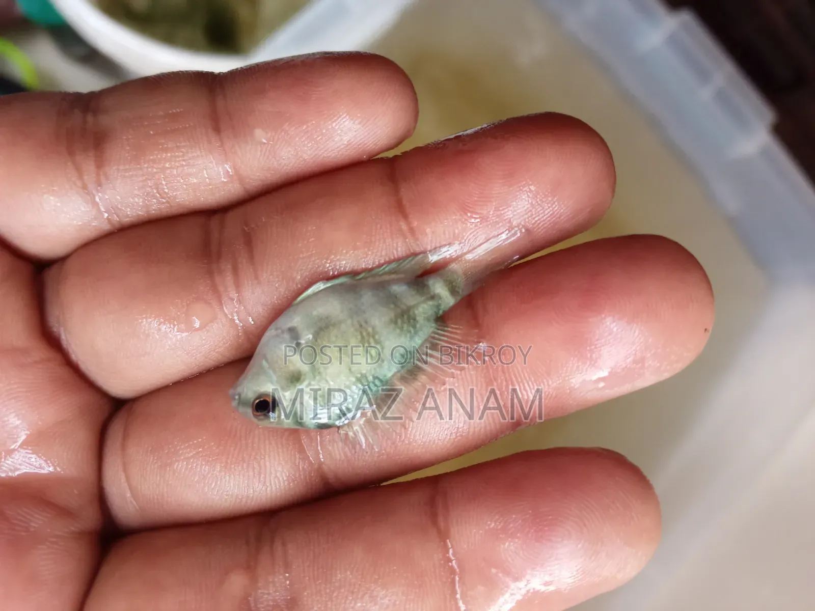 পোলার প্যারট