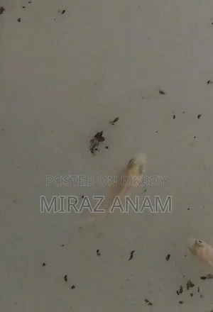 পোলার প্যারট
