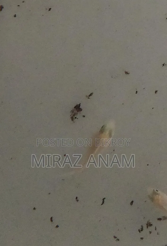 পোলার প্যারট