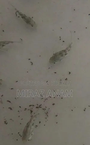 পোলার প্যারট