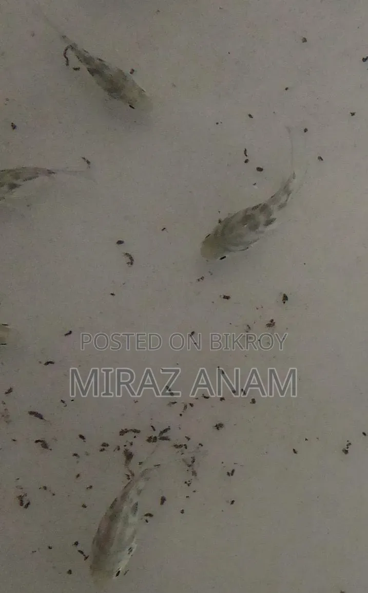 পোলার প্যারট