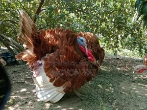 রেড বার্ন টার্কি মেল-ফিমেল বিক্রি হবে
