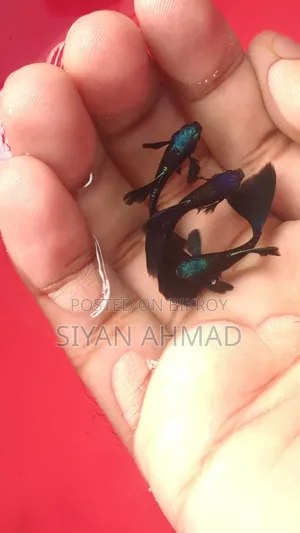 Blue Head Samurai Guppy