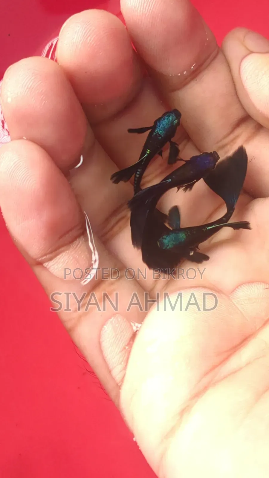 Blue Head Samurai Guppy