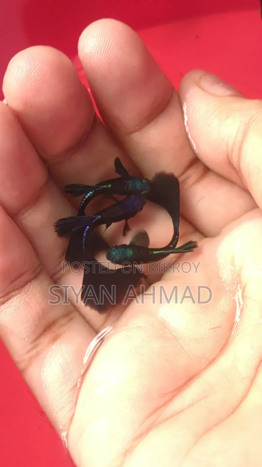 Blue Head Samurai Guppy