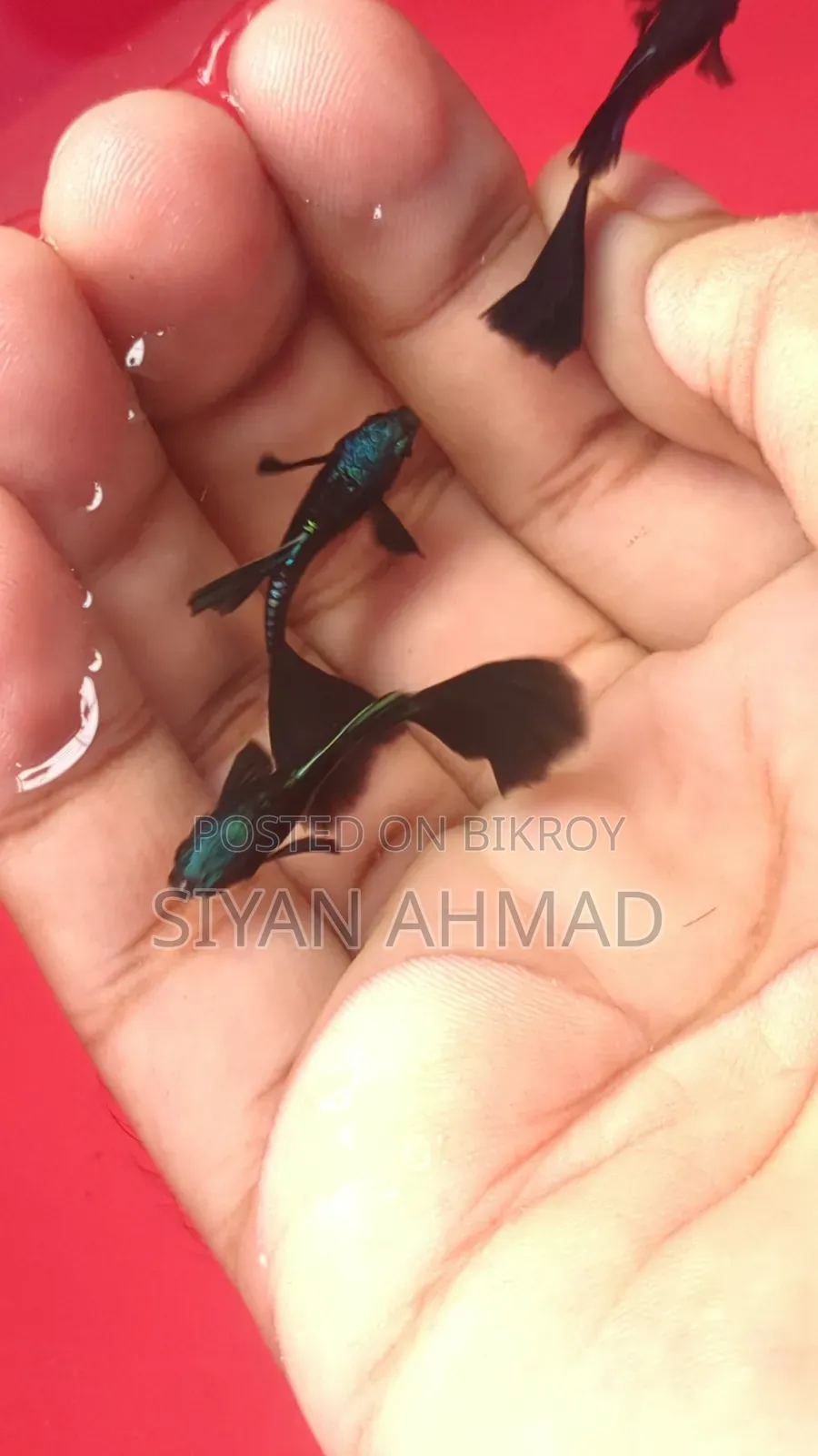 Blue Head Samurai Guppy