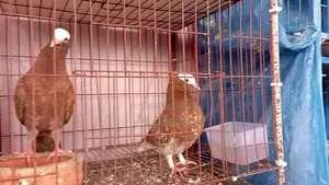 Mukkhi Pigeon Chicks