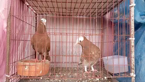 Mukkhi Pigeon Chicks