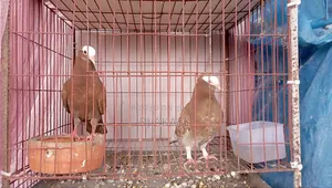 Mukkhi Pigeon Chicks