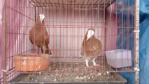 Mukkhi Pigeon Chicks