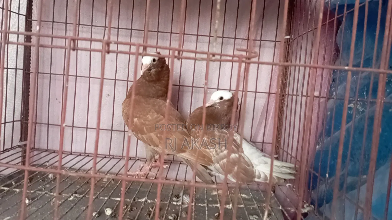 Mukkhi Pigeon Chicks