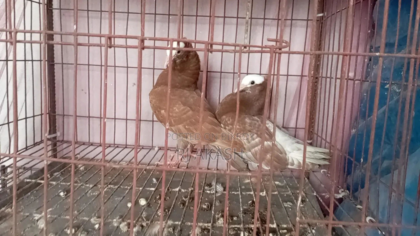 Mukkhi Pigeon Chicks