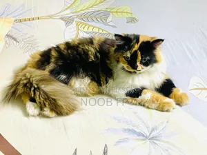 6-12 Months Female Purebred Persian