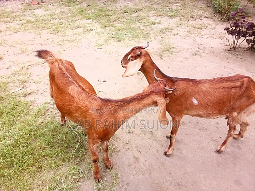 2 goats will be sold