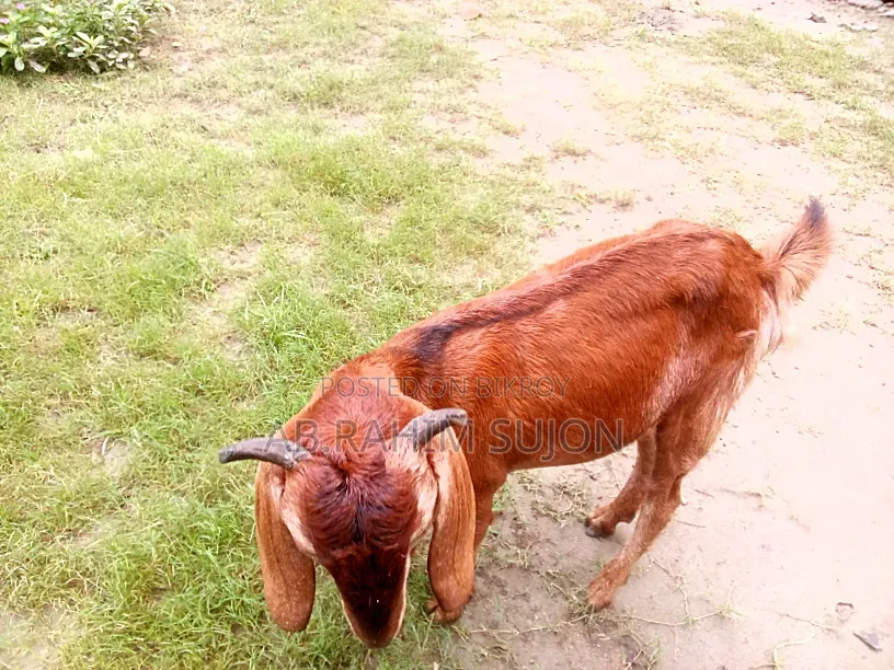 2 goats will be sold