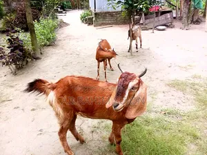 2 goats will be sold