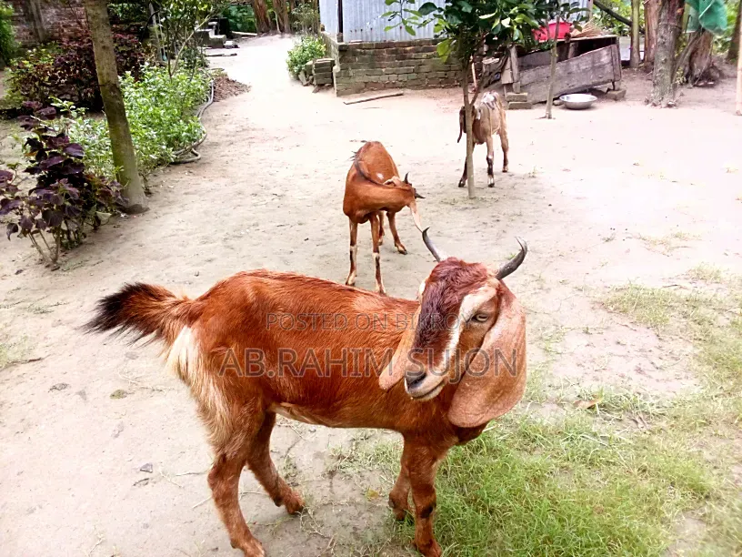 2 goats will be sold