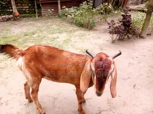 2 goats will be sold
