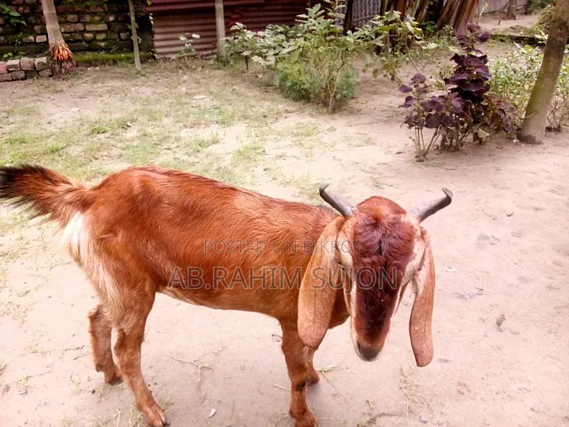 2 goats will be sold