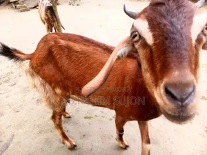2 goats will be sold