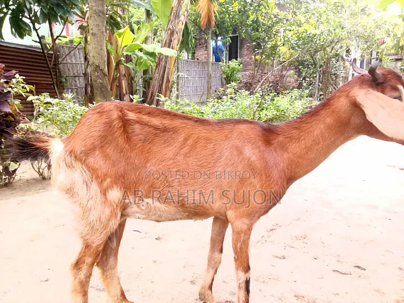 2 goats will be sold