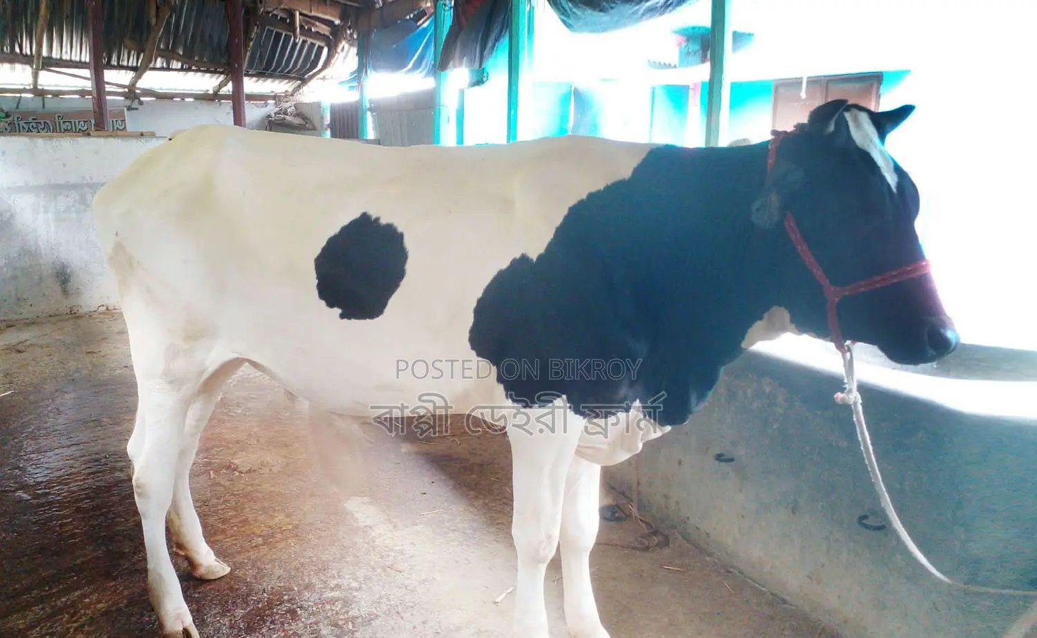 Heifer number 1416 for sale.